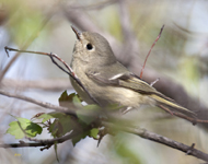 Ruby crowned Kinglet 2011